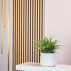 Grünlilie "Ocean" - Chlorophytum Comosum - Höhe ca. 20 cm, Topf-Ø 12 cm