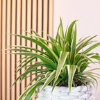 Grünlilie "Ocean" - Chlorophytum Comosum - Höhe ca. 20 cm, Topf-Ø 12 cm