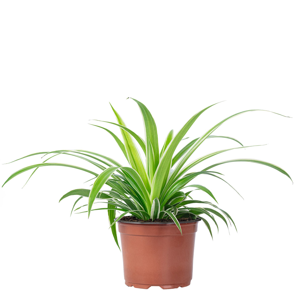 Gr nlilie Ocean Pflegeleichte Zimmerpflanze Chlorophytum Comosum gr-nlilie-ocean-pflegeleichte-zimmerpflanze-chlorophytum-comosum