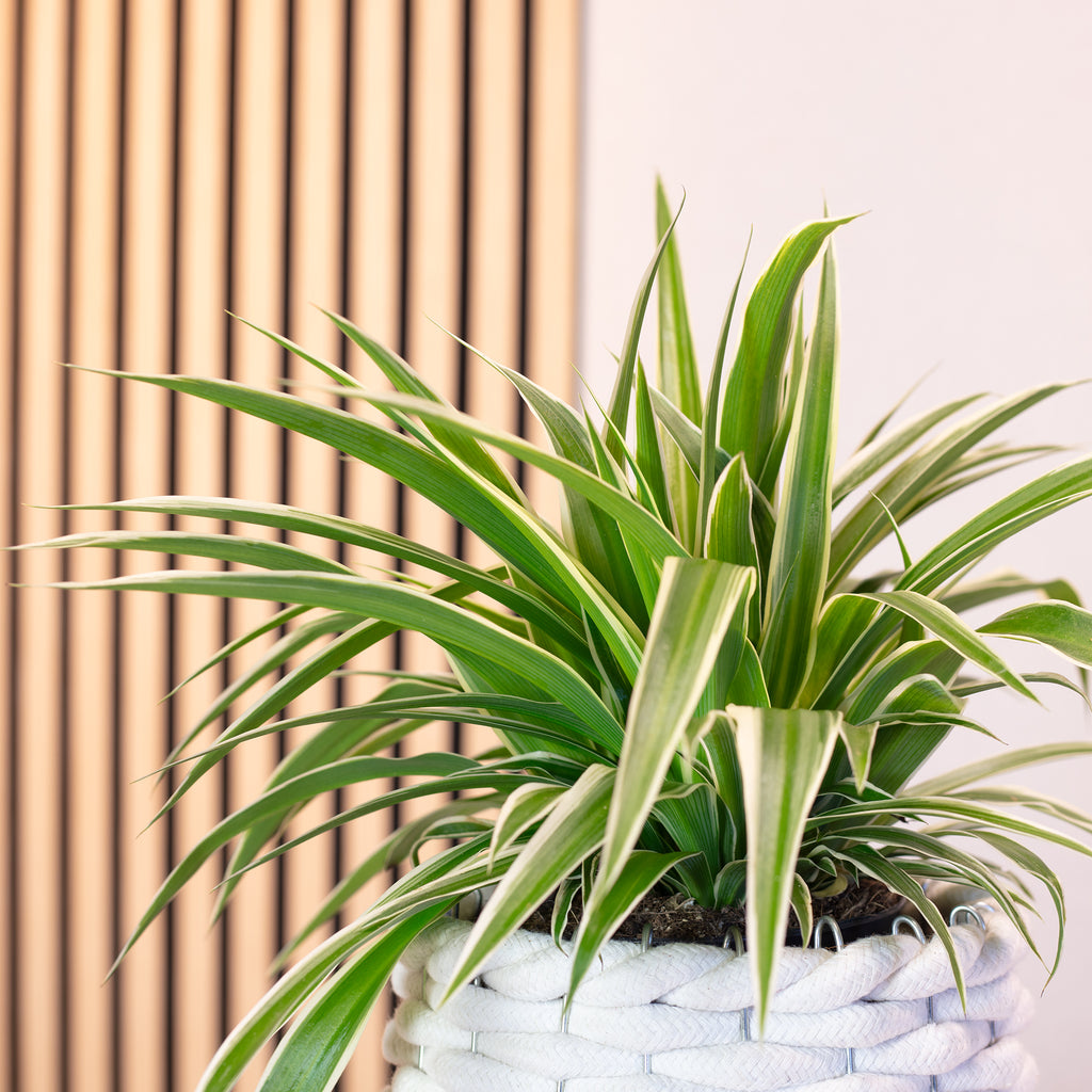 Chlorophytum comosum 'Ocean' - Hauteur env. 20 cm, diamètre du pot 12 cm