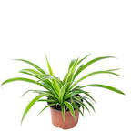 Chlorophytum comosum 'Ocean' - Hauteur env. 20 cm, diamètre du pot 12 cm