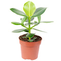 Balsam apple - Clusia rosea - Height approx. 25 cm, pot diameter 12 cm