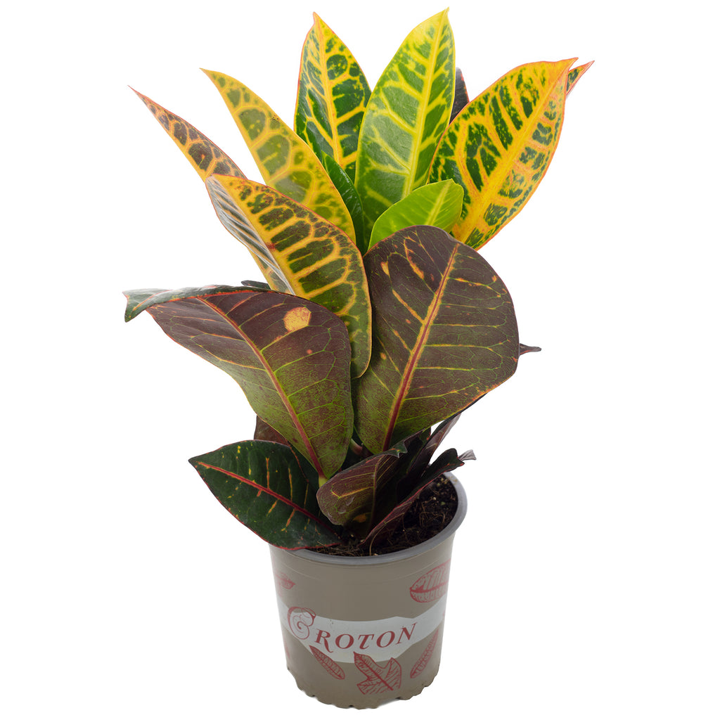 Wonderbush « Petra » - Codiaeum Petra - Hauteur env. 40 cm, diamètre du pot 13 cm