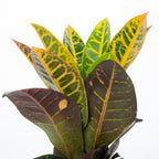 Wonderbush « Petra » - Codiaeum Petra - Hauteur env. 40 cm, diamètre du pot 13 cm