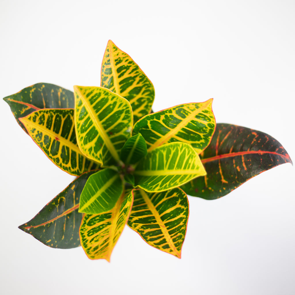 Wonderbush « Petra » - Codiaeum Petra - Hauteur env. 40 cm, diamètre du pot 13 cm