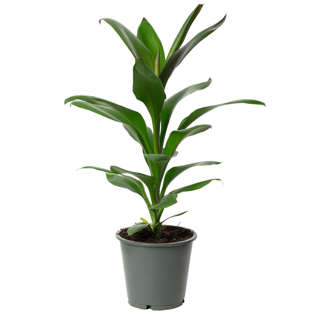 Keulenlilie - Cordyline 'Glauca' - Höhe ca. 40 cm, Topf-Ø 12 cm