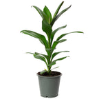 Keulenlilie - Cordyline 'Glauca' - Höhe ca. 40 cm, Topf-Ø 12 cm