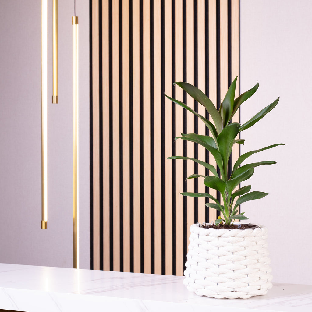 Keulenlilie - Cordyline 'Glauca' - Höhe ca. 40 cm, Topf-Ø 12 cm