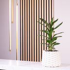 Keulenlilie - Cordyline 'Glauca' - Höhe ca. 40 cm, Topf-Ø 12 cm