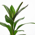 Keulenlilie - Cordyline 'Glauca' - Höhe ca. 40 cm, Topf-Ø 12 cm