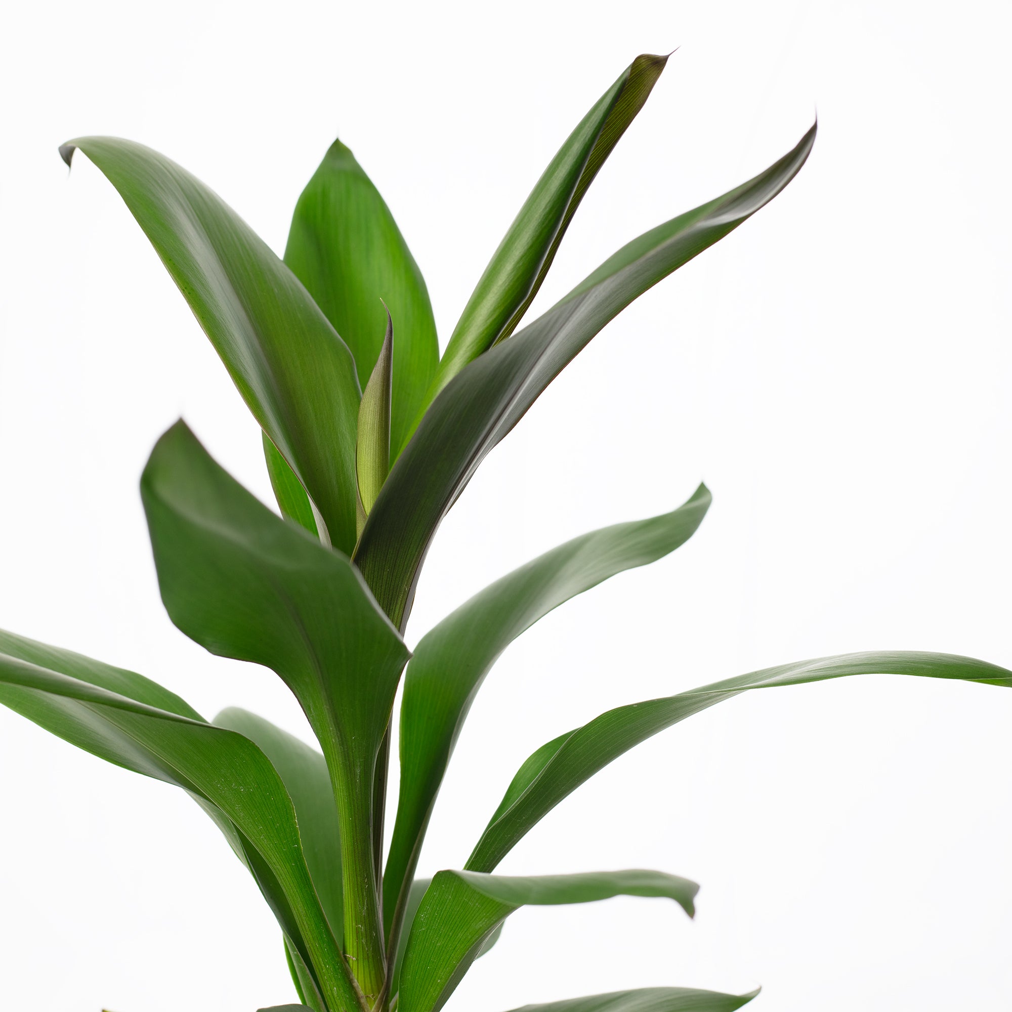 Keulenlilie - Cordyline 'Glauca' - Höhe ca. 40 cm, Topf-Ø 12 cm