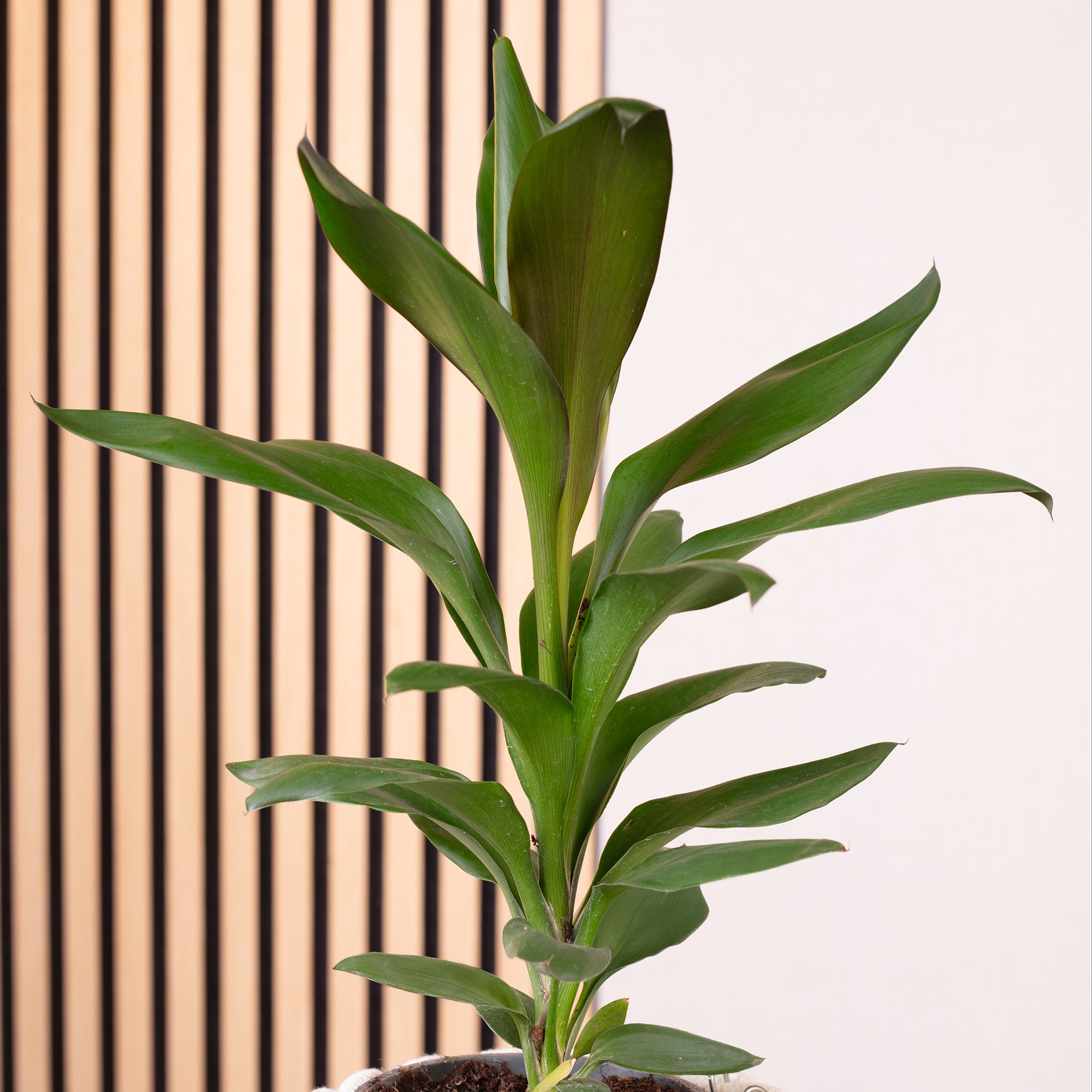 Keulenlilie - Cordyline 'Glauca' - Höhe ca. 40 cm, Topf-Ø 12 cm