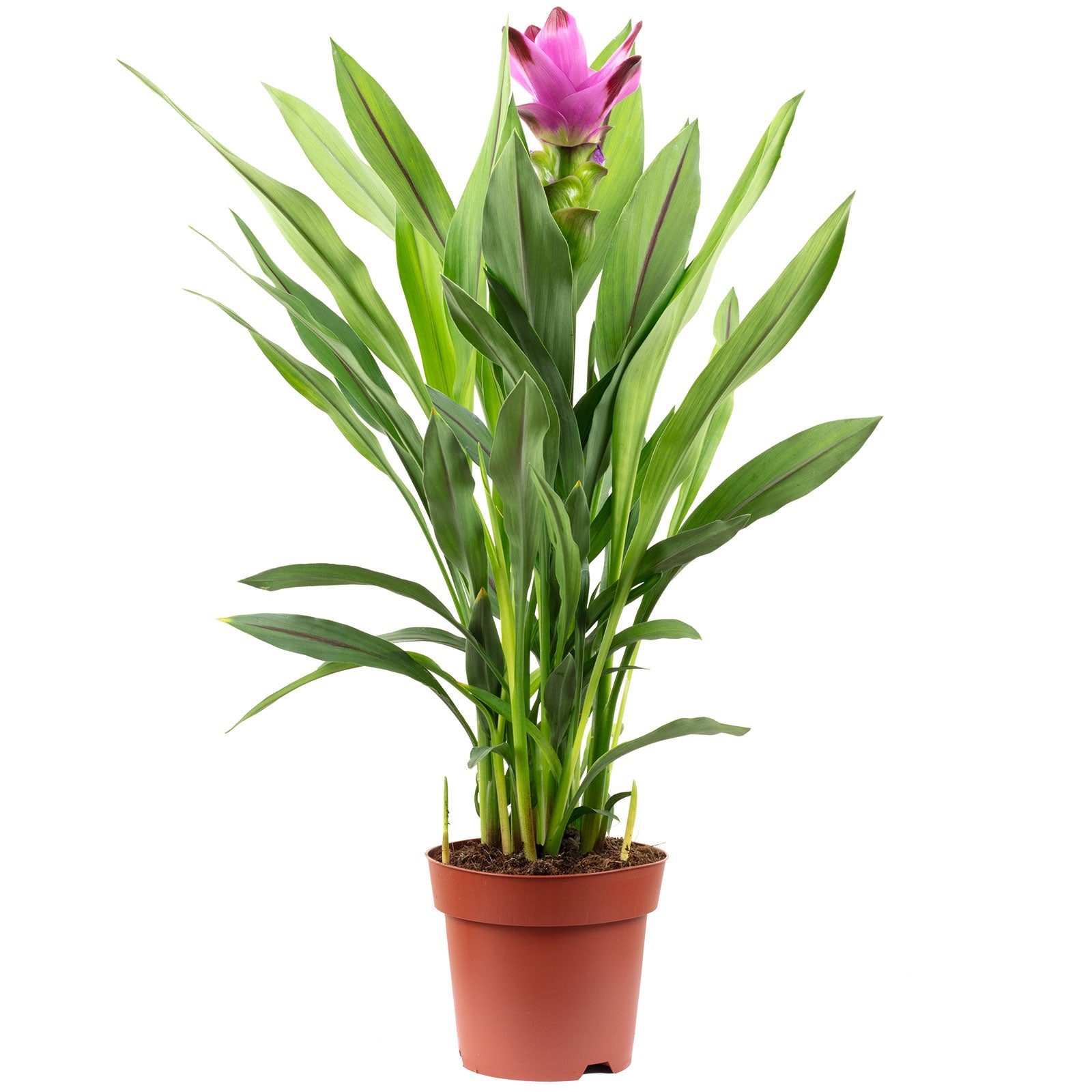 Kurkuma - Curcuma - Höhe ca. 55 cm, Topf-Ø 14 cm