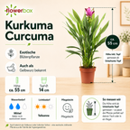 Kurkuma - Curcuma - Höhe ca. 55 cm, Topf-Ø 14 cm