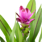 Kurkuma - Curcuma - Höhe ca. 55 cm, Topf-Ø 14 cm