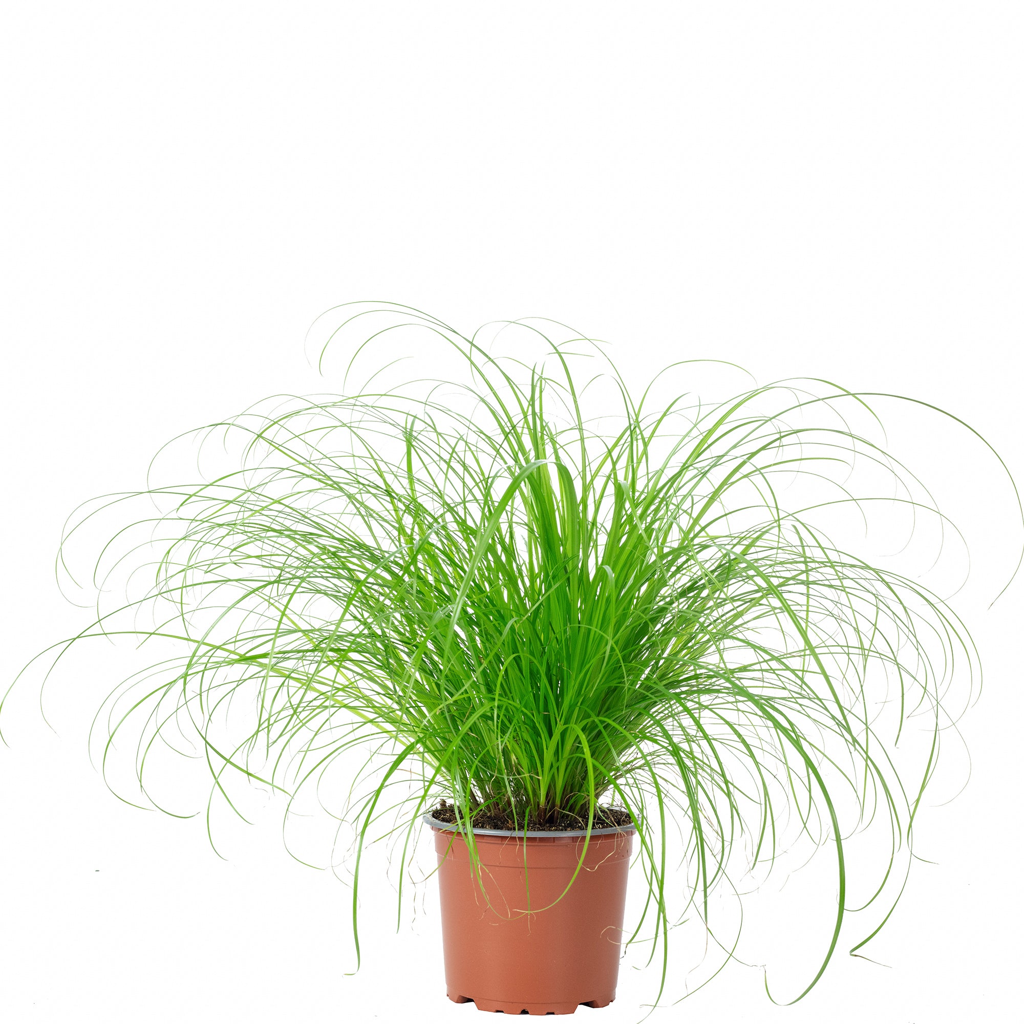 Véritable herbe à chat - Cyperus alternifolius 'Zumula' - Hauteur env. 30 cm, diamètre du pot 12 cm