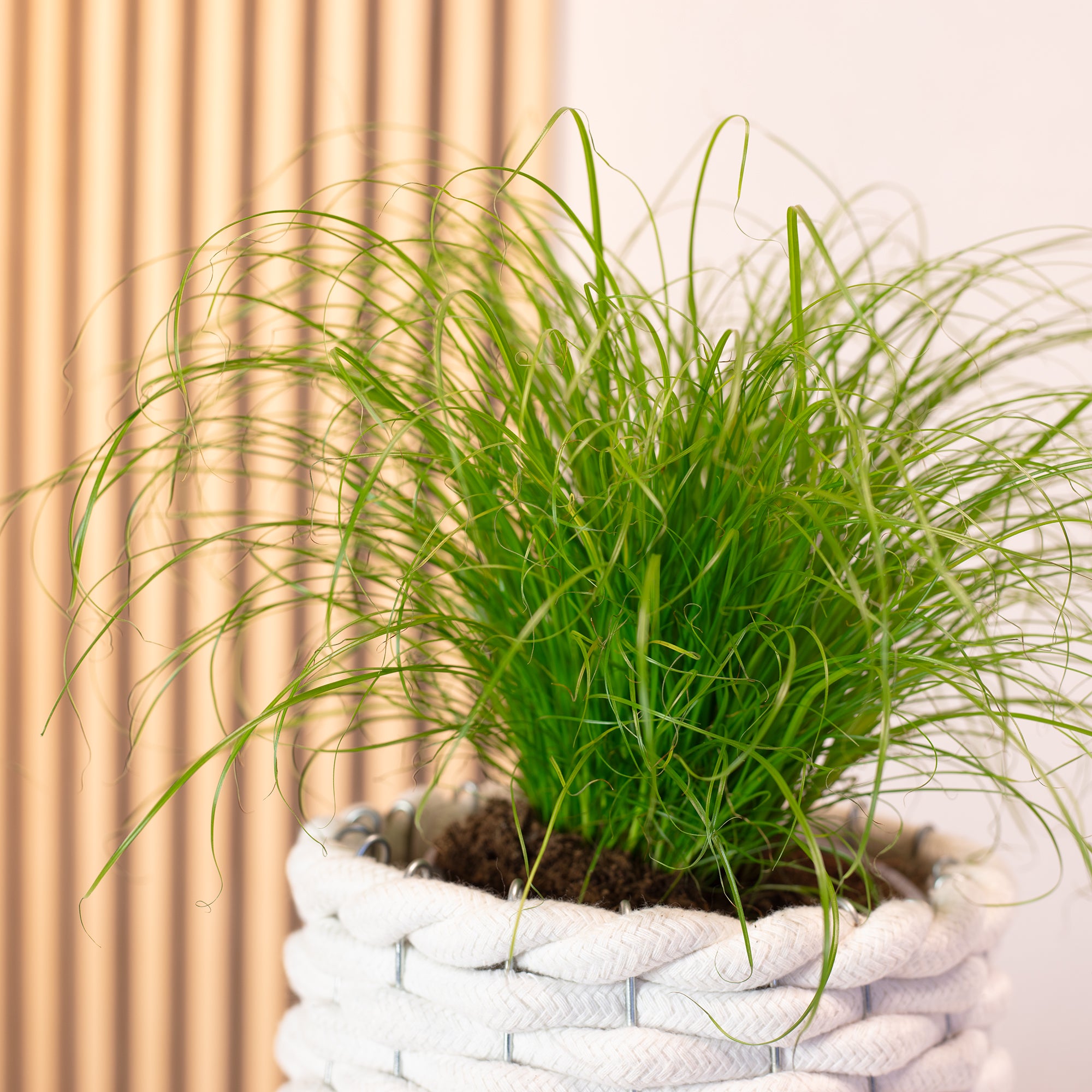 Véritable herbe à chat - Cyperus alternifolius 'Zumula' - Hauteur env. 30 cm, diamètre du pot 12 cm
