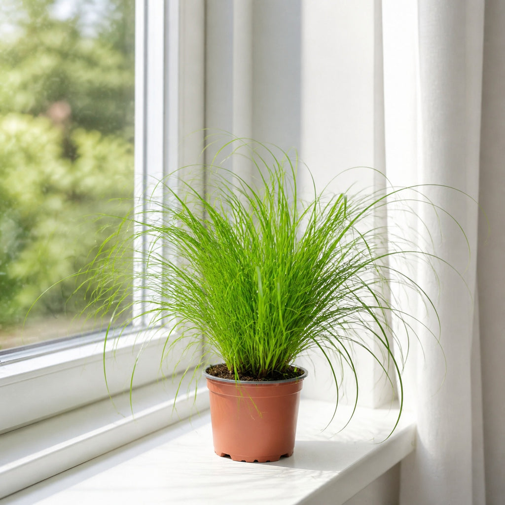 True cat grass - Cyperus alternifolius "Zumula" - Height approx. 30 cm, pot diameter 12 cm