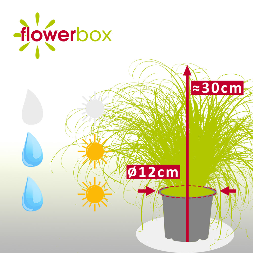 Véritable herbe à chat - Cyperus alternifolius 'Zumula' - Hauteur env. 30 cm, diamètre du pot 12 cm