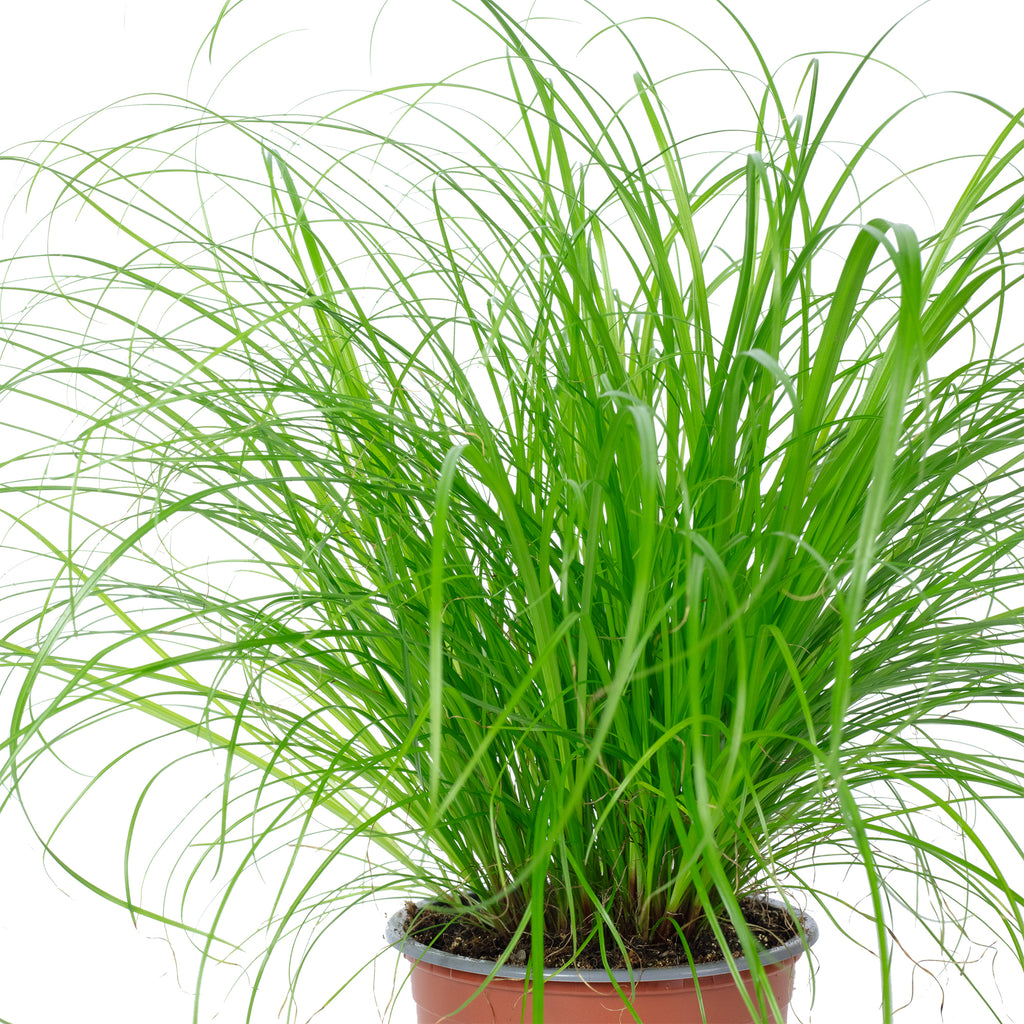 Véritable herbe à chat - Cyperus alternifolius 'Zumula' - Hauteur env. 30 cm, diamètre du pot 12 cm