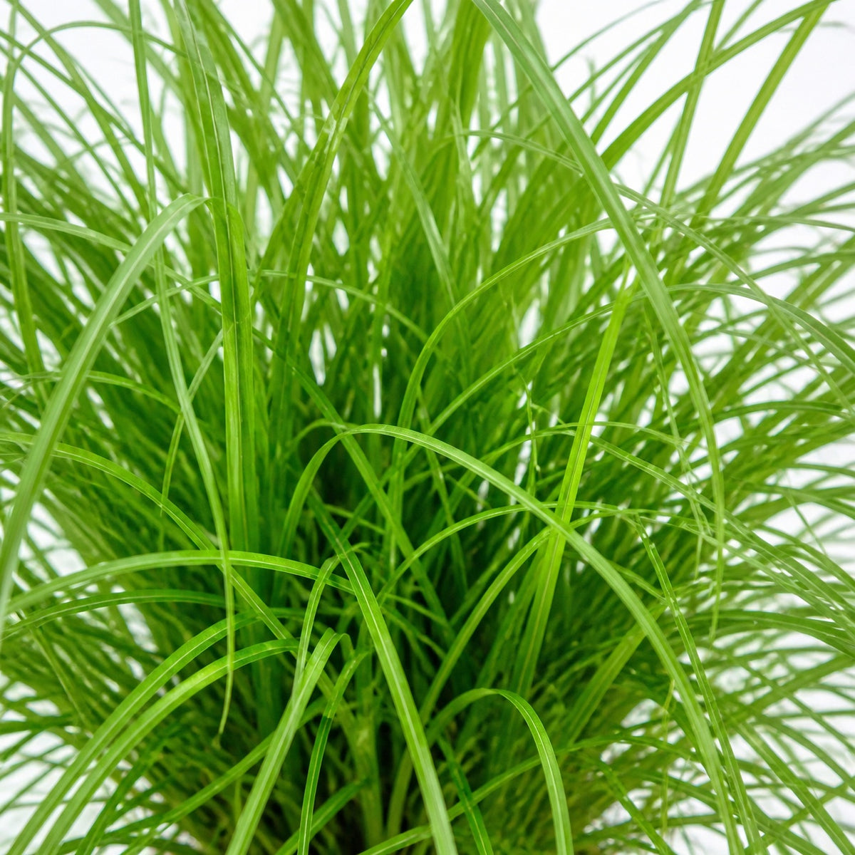 True cat grass - Cyperus alternifolius "Zumula" - Height approx. 30 cm, pot diameter 12 cm