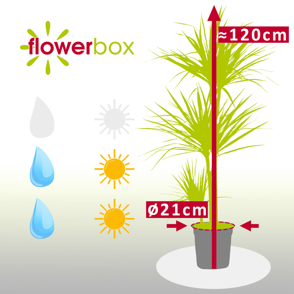 Gerandeter Drachenbaum 3-Stamm - Dracaena marginata - Höhe ca. 120 cm, Topf-Ø 21 cm