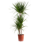 Gerandeter Drachenbaum 3-Stamm - Dracaena marginata - Höhe ca. 120 cm, Topf-Ø 21 cm