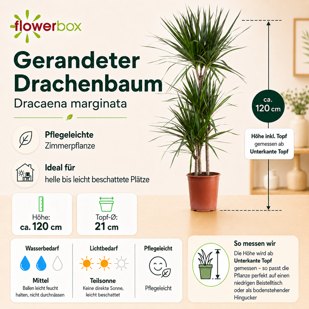 Gerandeter Drachenbaum 3-Stamm - Dracaena marginata - Höhe ca. 120 cm, Topf-Ø 21 cm