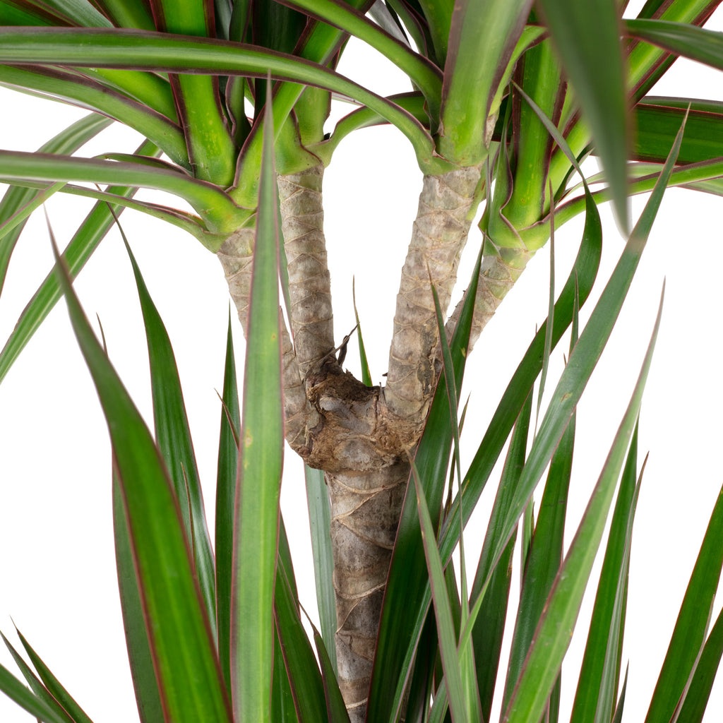 Gerandeter Drachenbaum 3-Stamm - Dracaena marginata - Höhe ca. 120 cm, Topf-Ø 21 cm