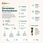 Gerandeter Drachenbaum 3-Stamm - Dracaena marginata - Höhe ca. 120 cm, Topf-Ø 21 cm