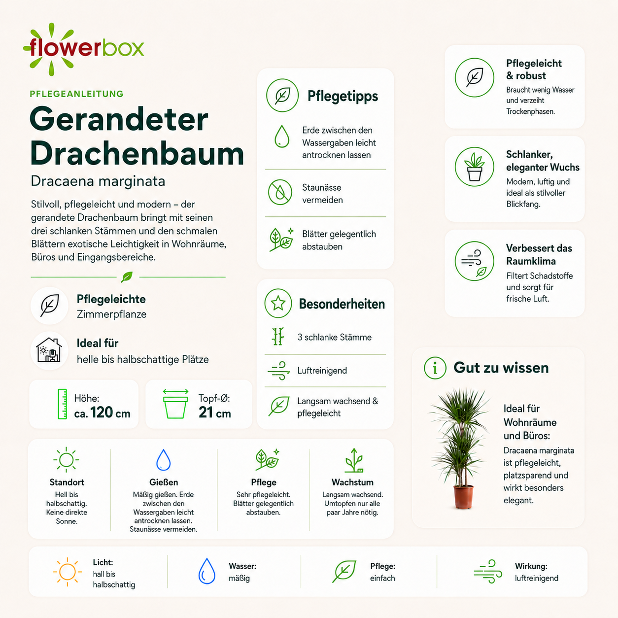 Gerandeter Drachenbaum 3-Stamm - Dracaena marginata - Höhe ca. 120 cm, Topf-Ø 21 cm