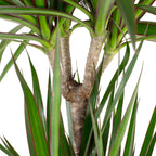 Gerandeter Drachenbaum 3-Stamm - Dracaena marginata - Höhe ca. 120 cm, Topf-Ø 21 cm