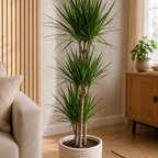 Gerandeter Drachenbaum 3-Stamm - Dracaena marginata - Höhe ca. 120 cm, Topf-Ø 21 cm