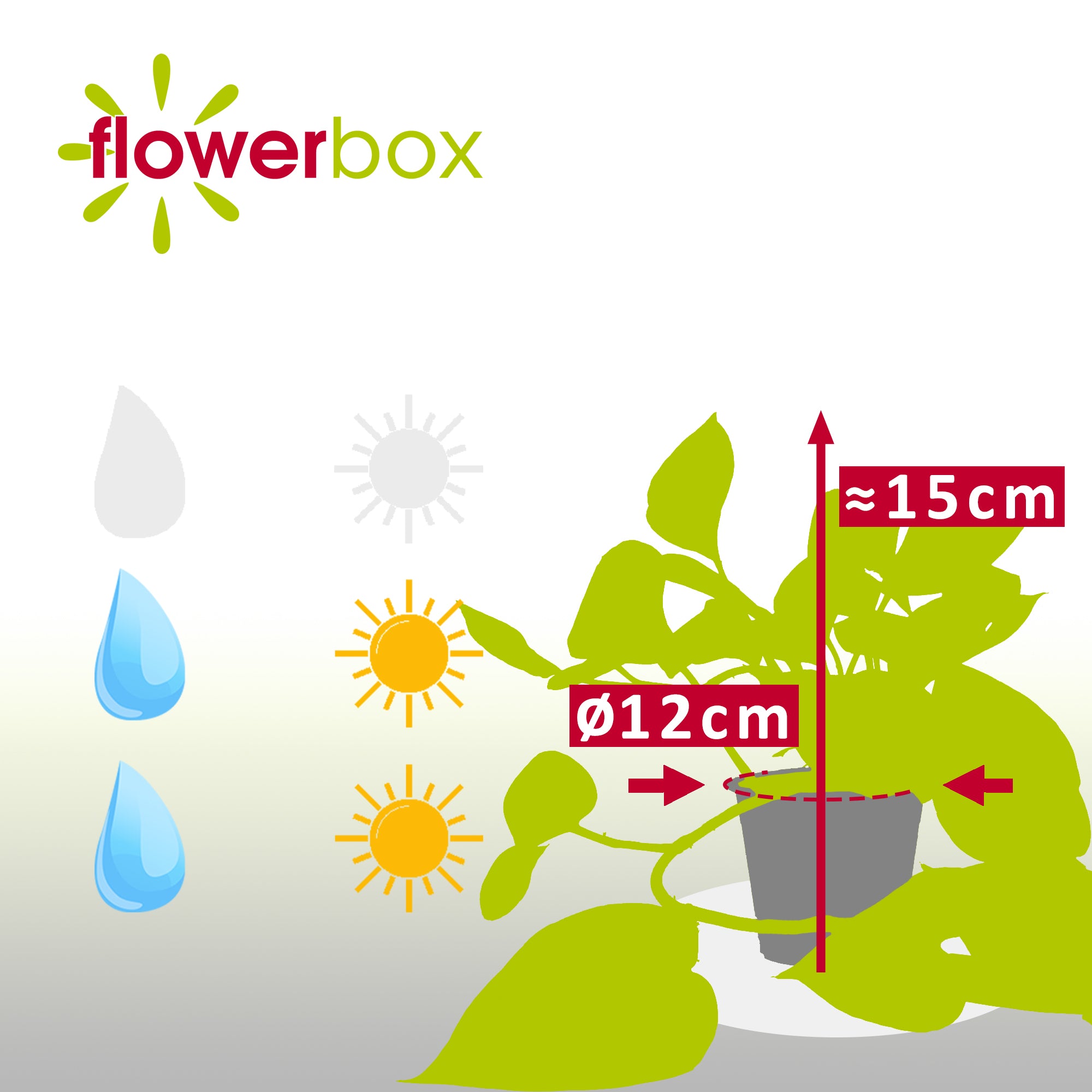 Efeutute - Epipremnum aureum - Höhe ca. 15 cm, Topf-Ø 12 cm
