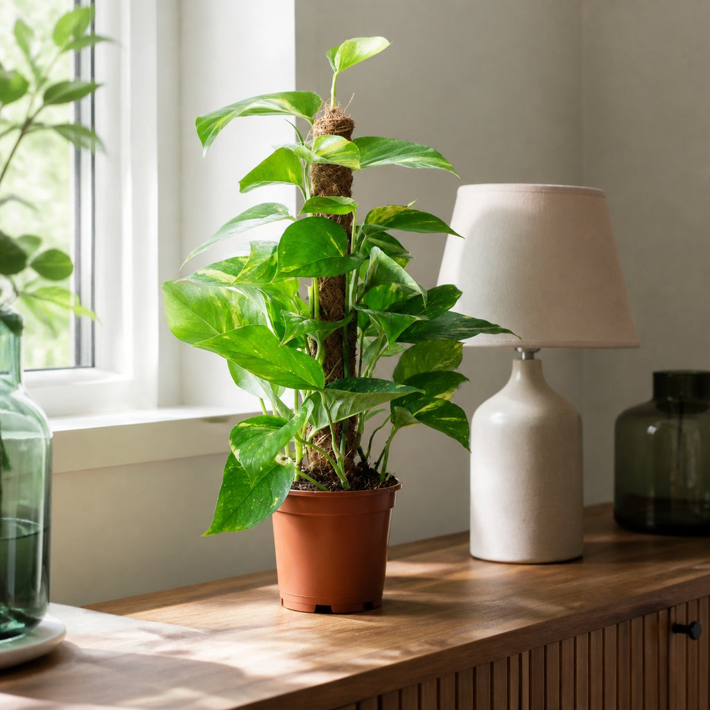 Pothos sur tuteur en mousse - Epipremnum aureum - Hauteur env. 50 cm, diamètre du pot 15 cm