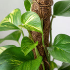 Pothos sur tuteur en mousse - Epipremnum aureum - Hauteur env. 50 cm, diamètre du pot 15 cm