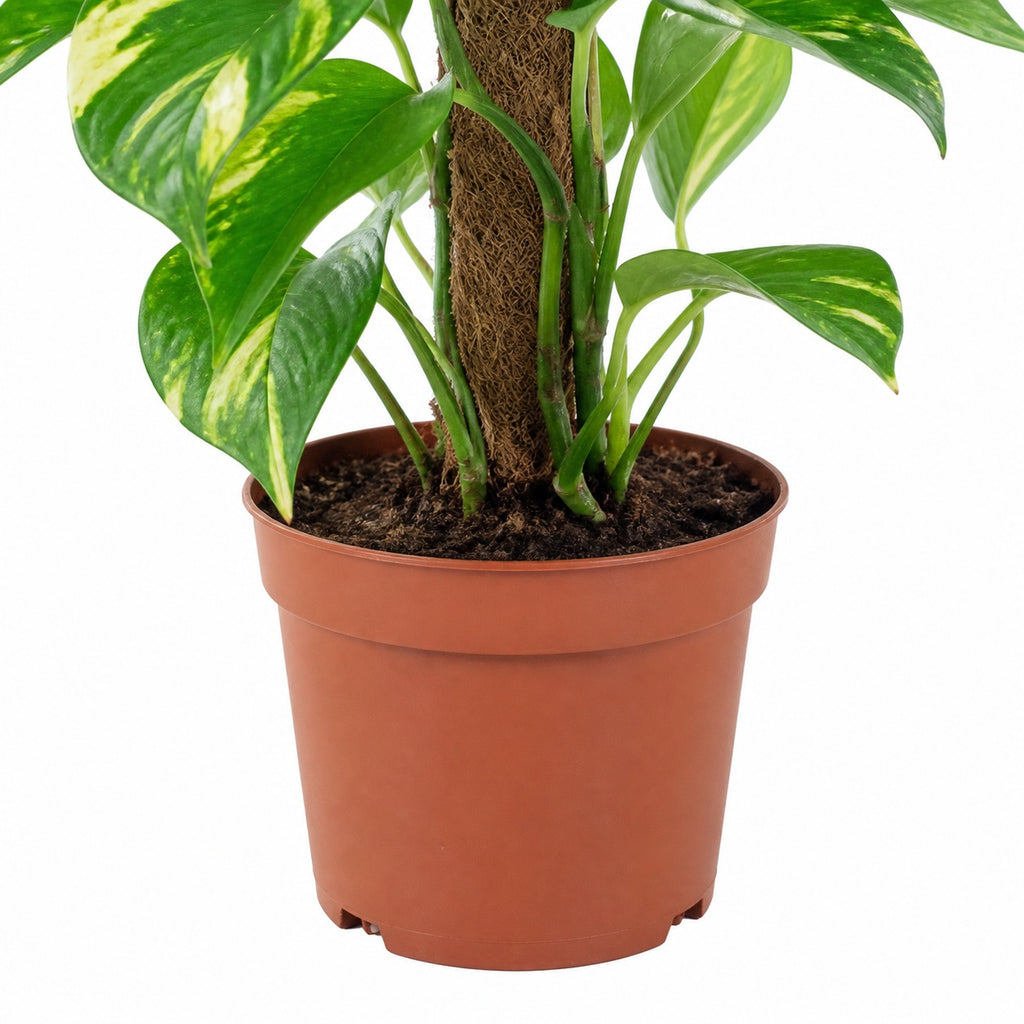 Pothos sur tuteur en mousse - Epipremnum aureum - Hauteur env. 50 cm, diamètre du pot 15 cm