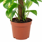 Pothos sur tuteur en mousse - Epipremnum aureum - Hauteur env. 50 cm, diamètre du pot 15 cm