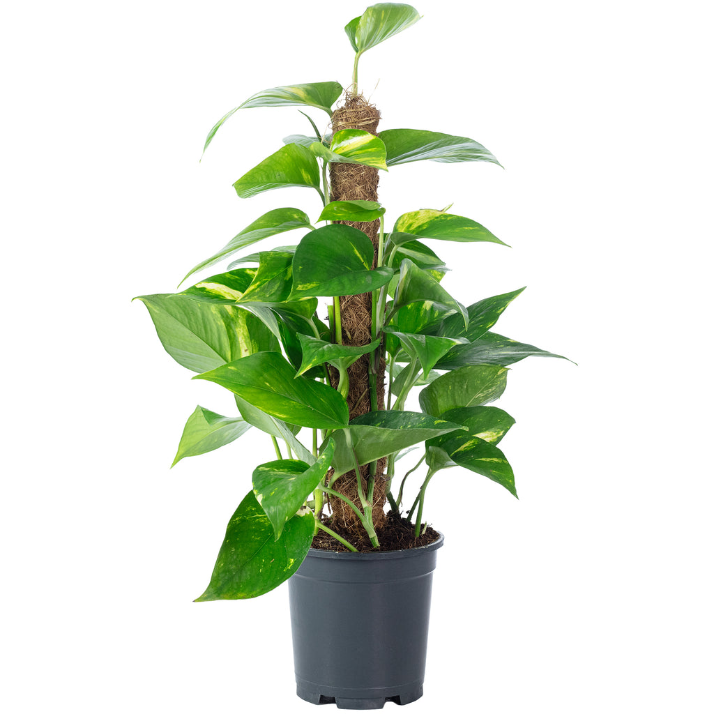Pothos sur tuteur en mousse - Epipremnum aureum - Hauteur env. 50 cm, diamètre du pot 15 cm