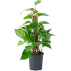 Pothos sur tuteur en mousse - Epipremnum aureum - Hauteur env. 50 cm, diamètre du pot 15 cm