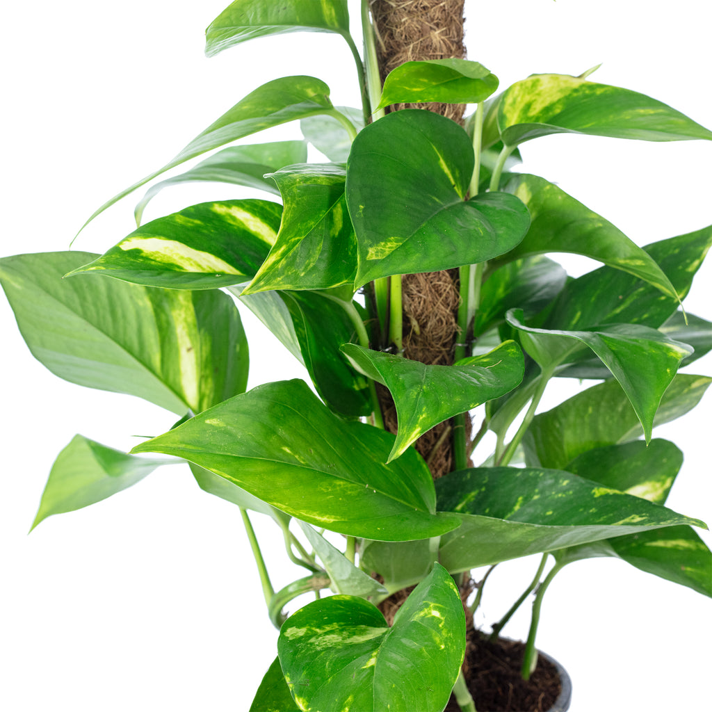 Pothos sur tuteur en mousse - Epipremnum aureum - Hauteur env. 50 cm, diamètre du pot 15 cm