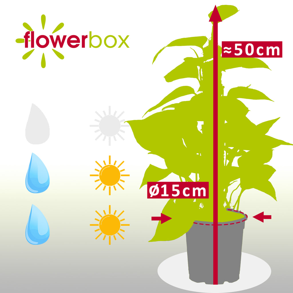 Efeutute am Moosstab - Epipremnum aureum - Höhe ca. 50 cm, Topf-Ø 15 cm