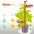 Efeutute am Moosstab - Epipremnum aureum - Höhe ca. 50 cm, Topf-Ø 15 cm