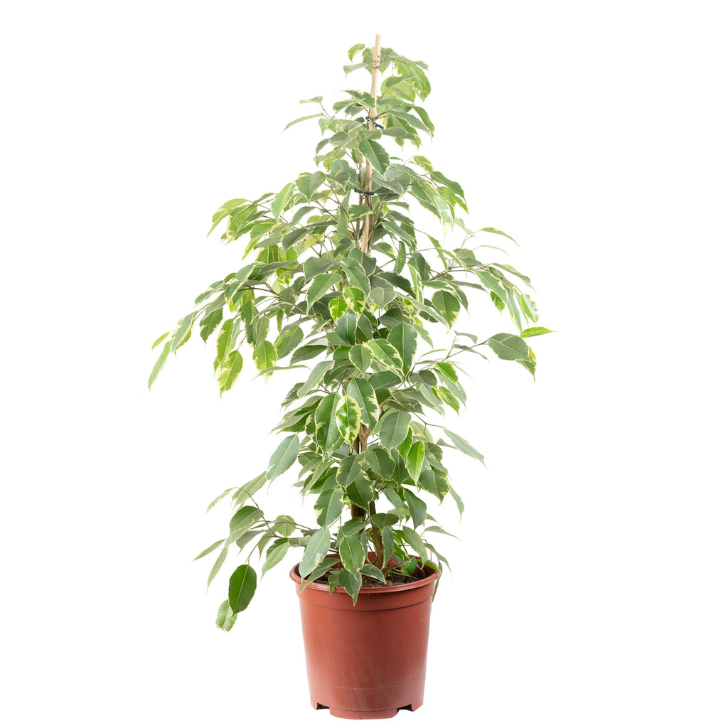 Birkenfeige "Forever-Mix" - Ficus benjamini - Höhe ca. 110 cm, Topf-Ø 21 cm