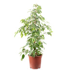 Birkenfeige "Forever-Mix" - Ficus benjamini - Höhe ca. 110 cm, Topf-Ø 21 cm