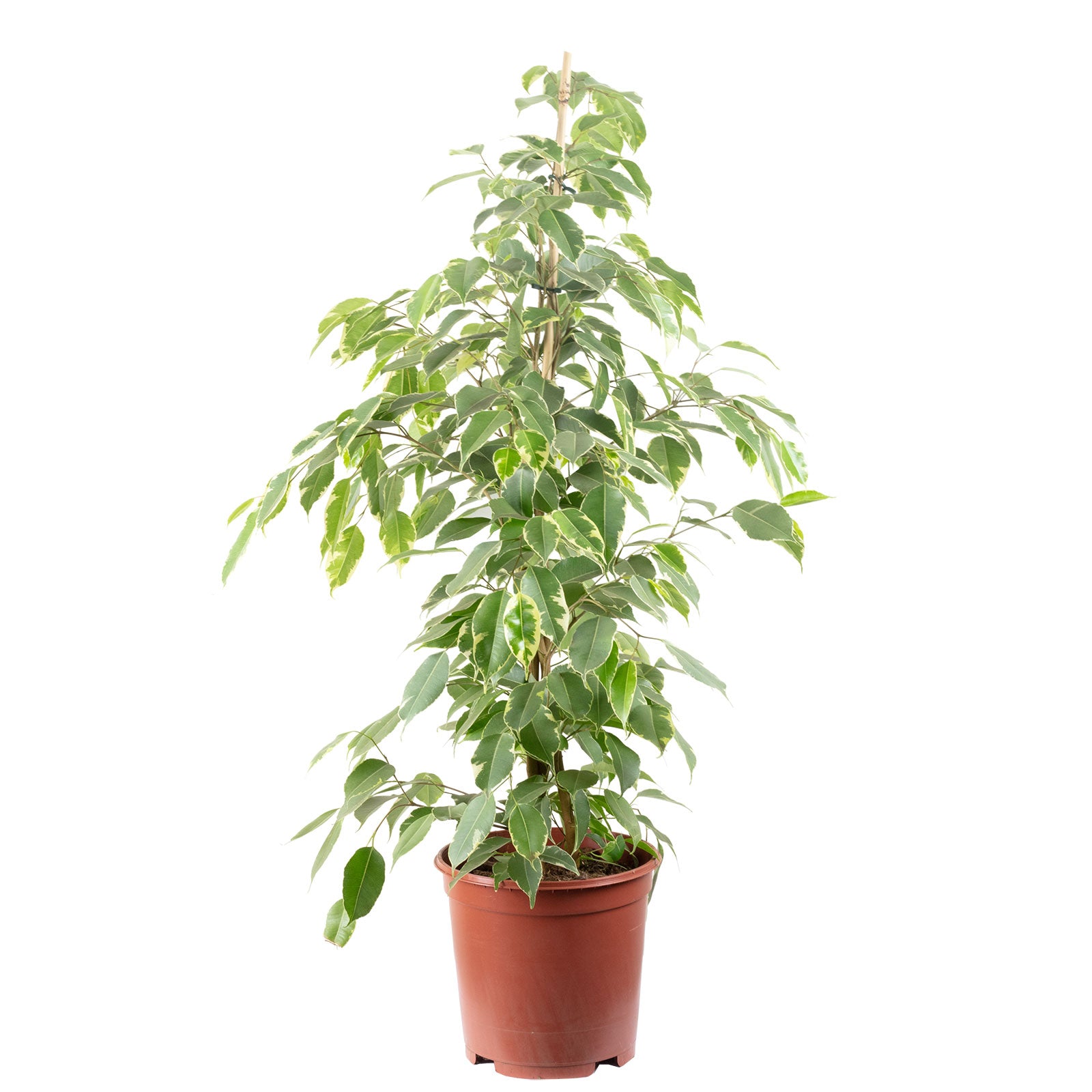 Birkenfeige "Forever-Mix" - Ficus benjamini - Höhe ca. 110 cm, Topf-Ø 21 cm