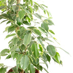 Birkenfeige "Forever-Mix" - Ficus benjamini - Höhe ca. 110 cm, Topf-Ø 21 cm
