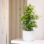 Birkenfeige "Forever" - Ficus benjamini - Höhe ca. 75 cm, Topf-Ø 17 cm