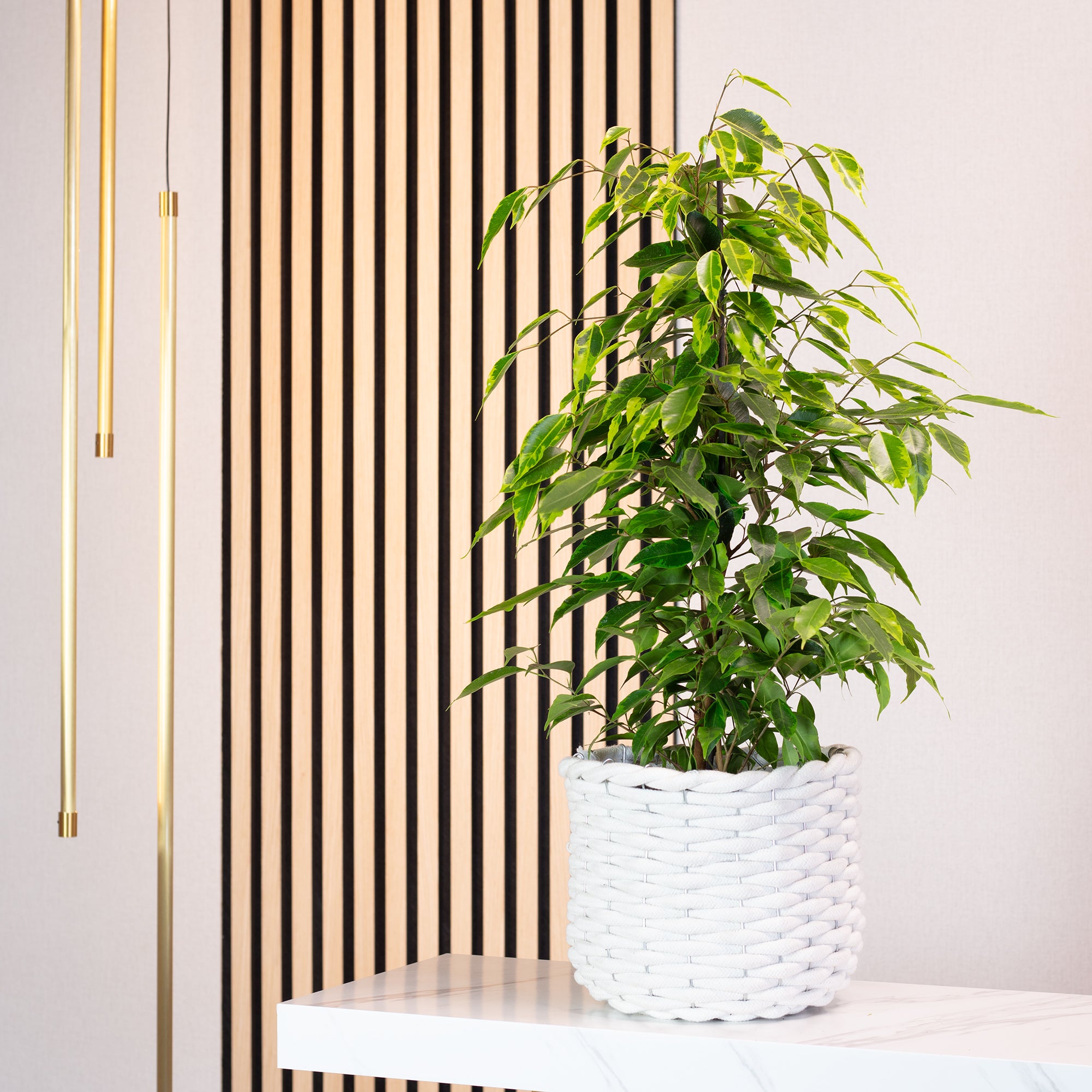 Birkenfeige "Forever" - Ficus benjamini - Höhe ca. 75 cm, Topf-Ø 17 cm