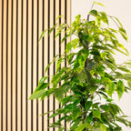 Birkenfeige "Forever" - Ficus benjamini - Höhe ca. 75 cm, Topf-Ø 17 cm